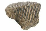 Partial Woolly Mammoth Fossil Molar - Poland #235268-1